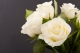 /media/liiton-sivut/jasenasiat/logot-ja-kuvat/cache/roses-80x299.jpg