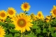 /media/liiton-sivut/tiedotus/yleiskuvia/cache/sunflower-80x53.jpg